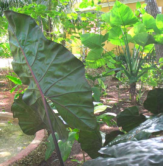 Elephant Ears, ALOCASIA MACRORRHIZA