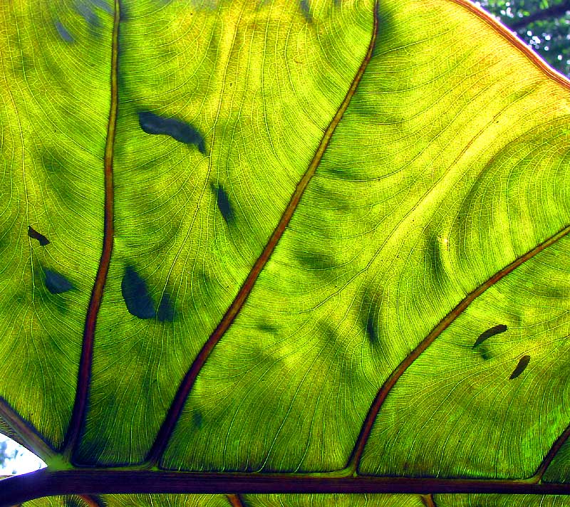 Giant Taro, Alocasia macrorrhiza, leaf venation