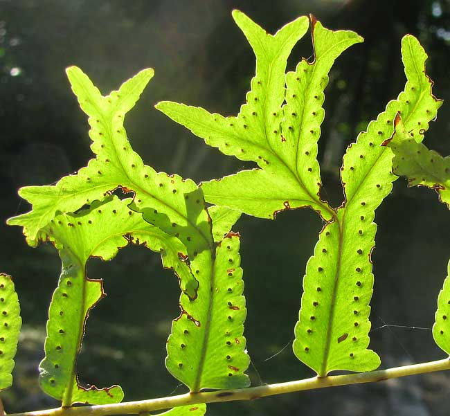 Fishtail Swordfern, NEPHROLEPIS FALCATA, pinnae