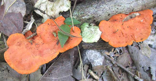 Pycnoporus sanguineus