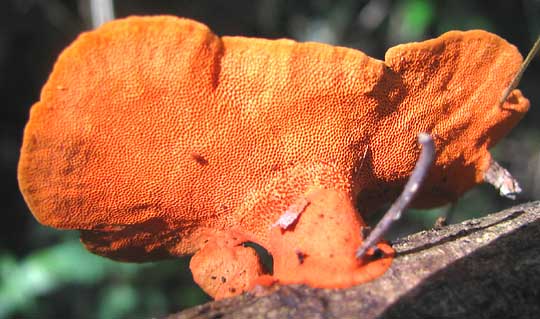 Pycnoporus sanguineus, pores