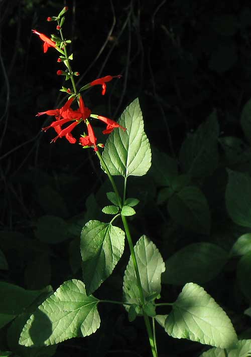 Scarlet Sage, SALVIA COCCINEA