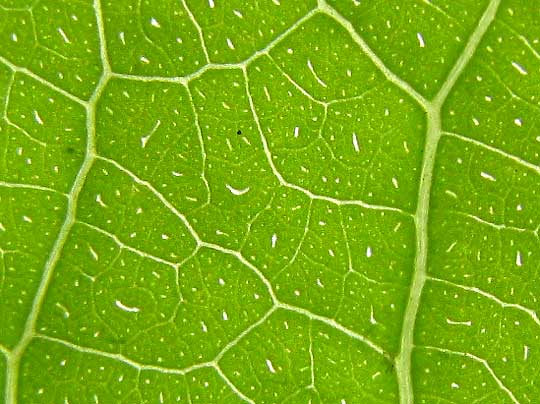 CASEARIA CORYMBOSA, pellucid dots and streaks of leaves