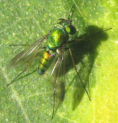 Long-legged Fly, Dolichopodidae