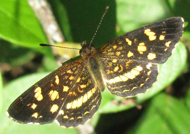 Tulcis Crescent, ANTHANASSA TULCIS