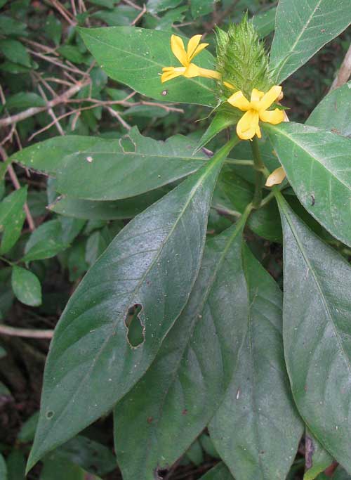 Yellow Barleria, BARLERIA MICANS