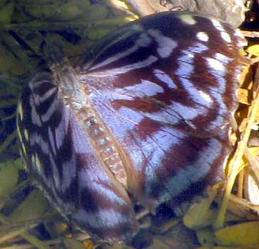 Mexican Bluewing, MYSCELIA ETHUSA