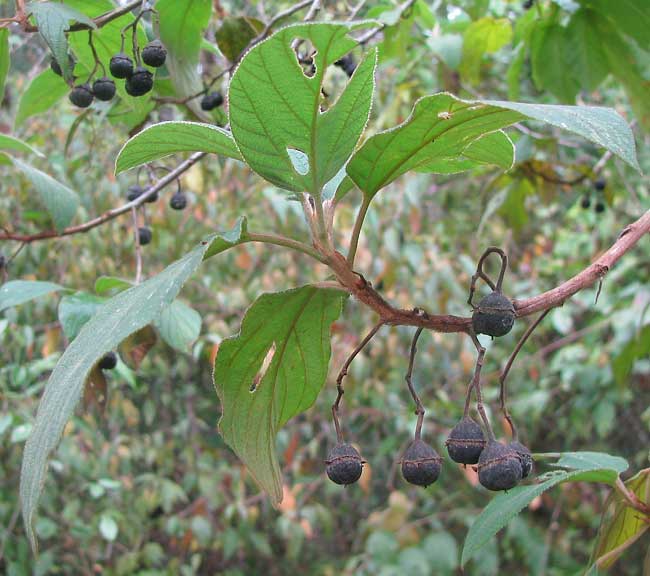 COLUBRINA YUCATANENSIS