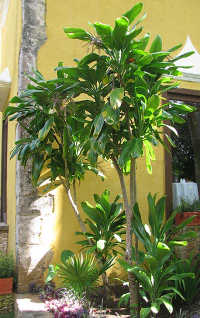 Ti Plant, CORDYLINE FRUTICOSA