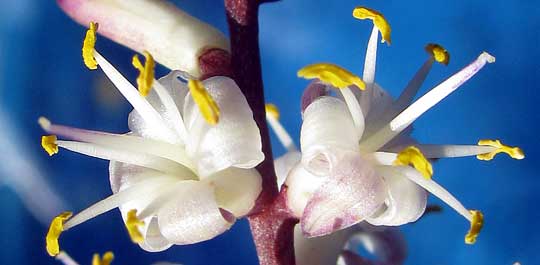 Ti Plant, CORDYLINE FRUTICOSA, flowers