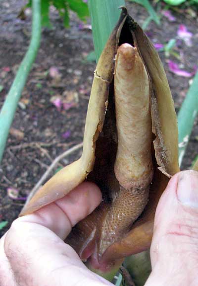 Split-leaf Philodendron, PHILODENDRON RADIATUM, aborting flowers