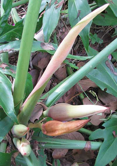 Split-leaf Philodendron, PHILODENDRON RADIATUM, flowering heads