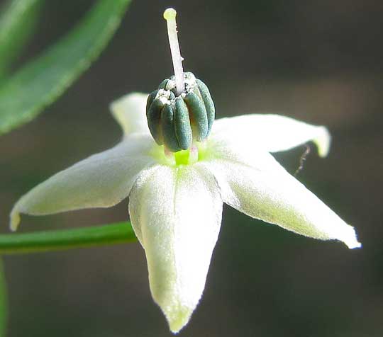 CAPSICUM FRUTESCENS flower