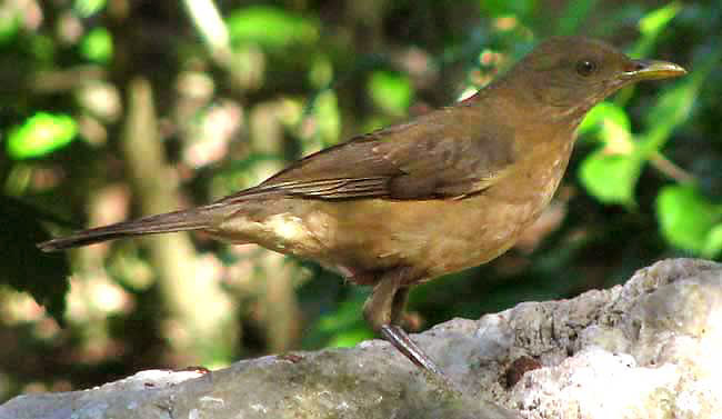 Clay-colored Robin or Thrush, TURDUS GRAYI