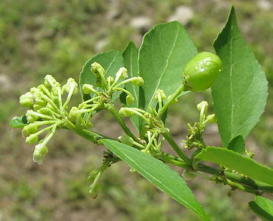 HYBANTHUS YUCATANENSIS