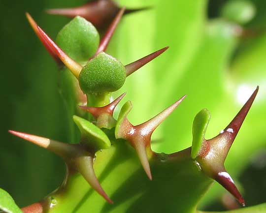 Candelabra Cactus, False Cactus and Dragon Bones -- Euphorbia lactea, leaves