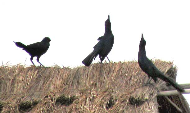 SKY-POINTING GREAT-TAILED GRACKLES