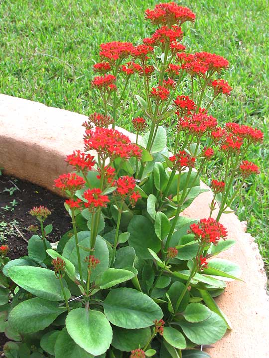 Flaming Katy, Madagascar Widow's-thrill, Christmas Kalanchoe, Florist Kalanchoe -- KALANCHOE BLOSSFELDIANA