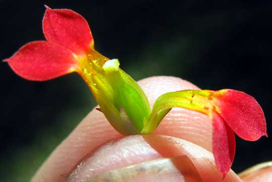 Flaming Katy, Madagascar Widow's-thrill, Christmas Kalanchoe, Florist Kalanchoe -- KALANCHOE BLOSSFELDIANA, flower