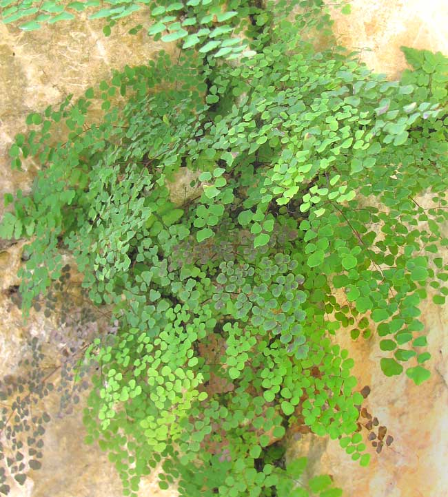 Hairy Maidenhair, ADIANTUM TRICHOLEPIS