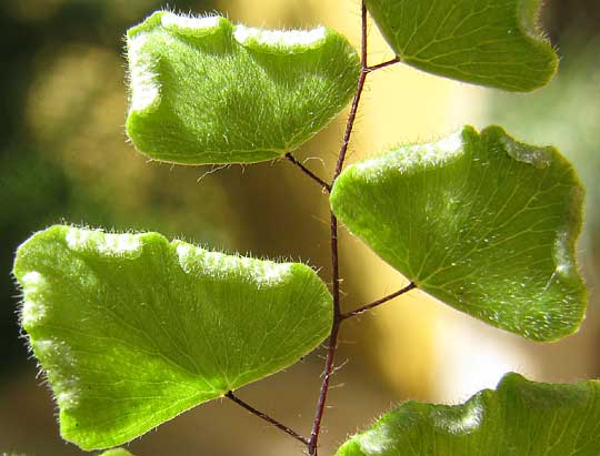 Hairy Maidenhair, ADIANTUM TRICHOLEPIS, reflexed margins of pinules