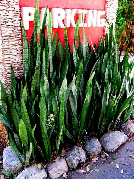 Mother-in-law Tongue, SANSEVIERIA THYRSIFLORA