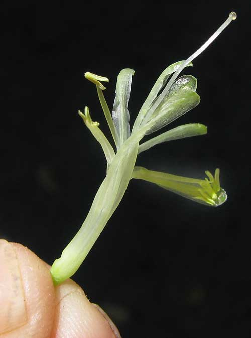 Mother-in-law Tongue, SANSEVIERIA THYRSIFLORA, flower