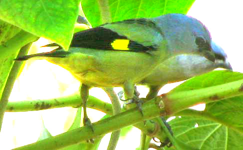 Yellow-winged Tanager, THRAUPIS ABBAS