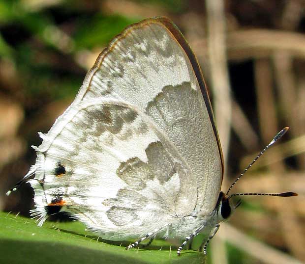 White Scrub-Hairstreak, STRYMON ALBATA