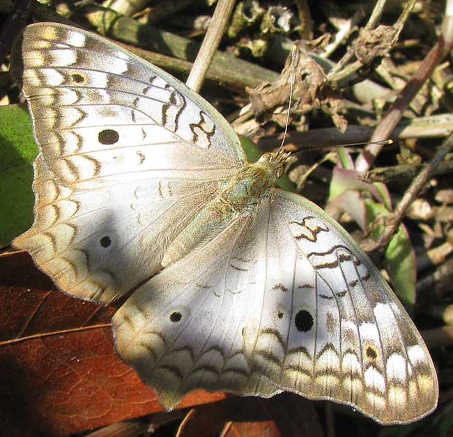  White Peacock, ANARTIA JATROPHAE LUTEIPICTA