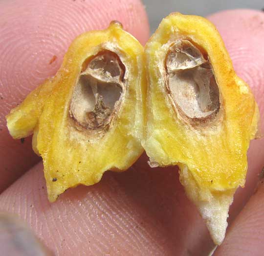 empty seed of Tree Cycad or Blue Dioon, DIOON SPINULOSA