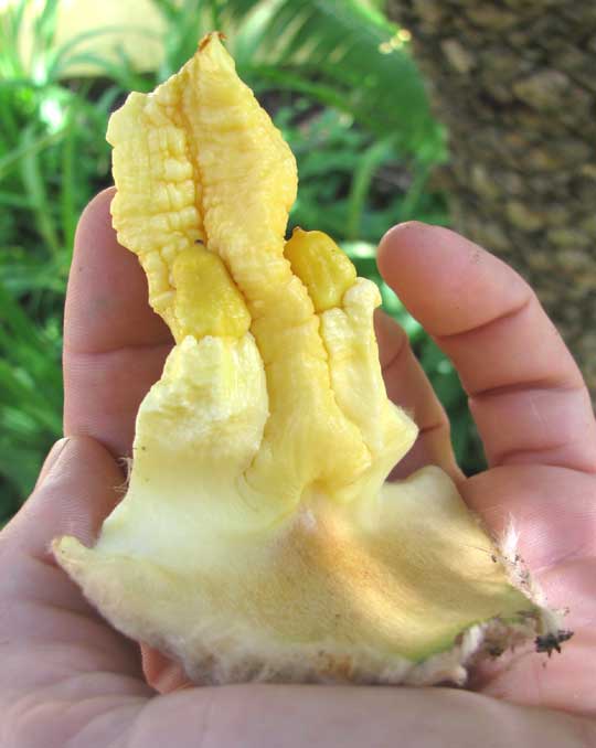 mature scale showing seeds of Tree Cycad or Blue Dioon, DIOON SPINULOSA