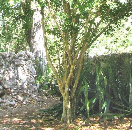 Orange Jasmine, Mock Orange or Chinese Box -- MURRAYA PANICULATA