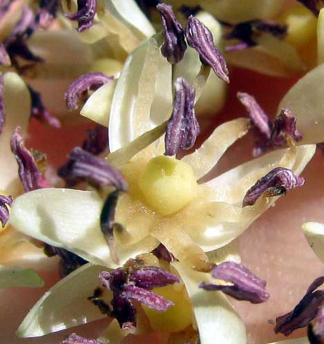 male flower of Royal Palms, ROYSTONEA REGIA