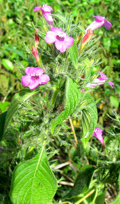 wild petunia -- RUELLIA INUNDATA