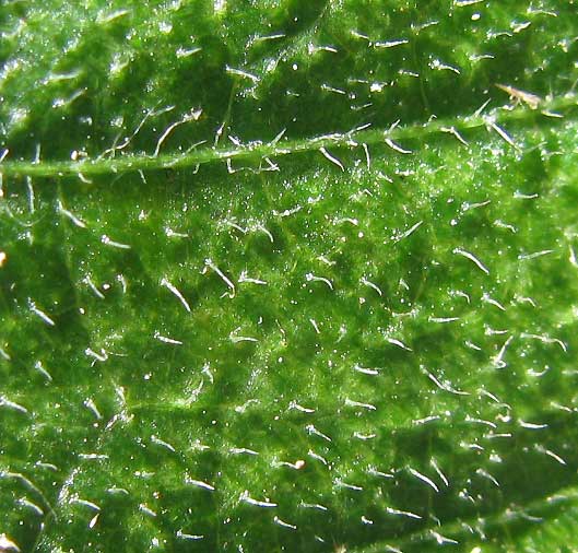 cystoliths showing on surface of leaf of wild petunia -- RUELLIA INUNDATA