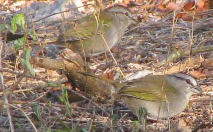 Olive Sparrow, ARREMONOPS RUFIVIRGATUS
