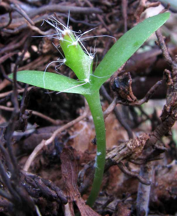 HYLOCEREUS UNDATAS seedling