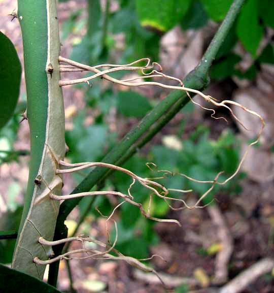 Night-blooming Cereus, HYLOCEREUS UNDATUS, stem with aerial roots