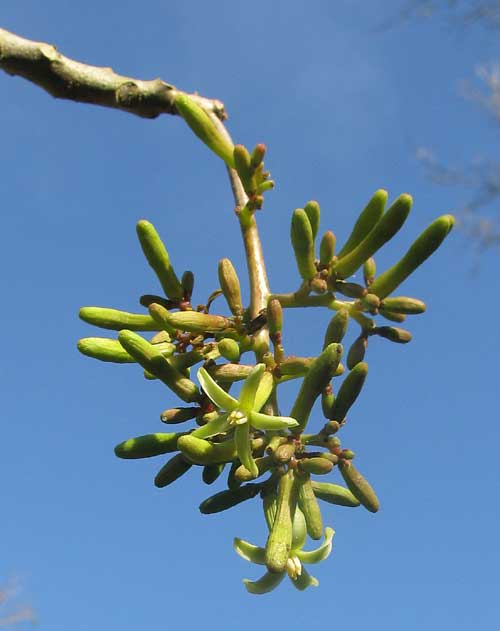 JACARATIA MEXICANA, male flowers