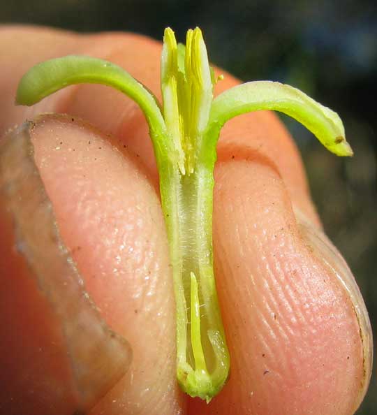 JACARATIA MEXICANA, male flower cross section