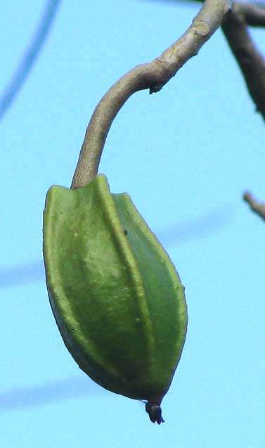 JACARATIA MEXICANA, fruit