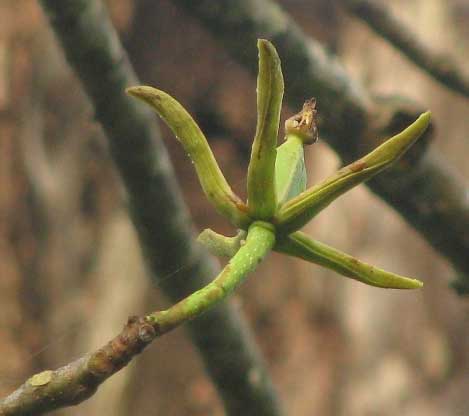 JACARATIA MEXICANA, female flower