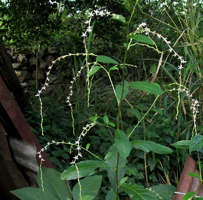 Anamú, PETIVERIA ALLIACEA