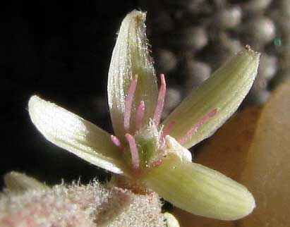 Anamú, PETIVERIA ALLIACEA, flower