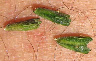 Anamú, PETIVERIA ALLIACEA, fruits