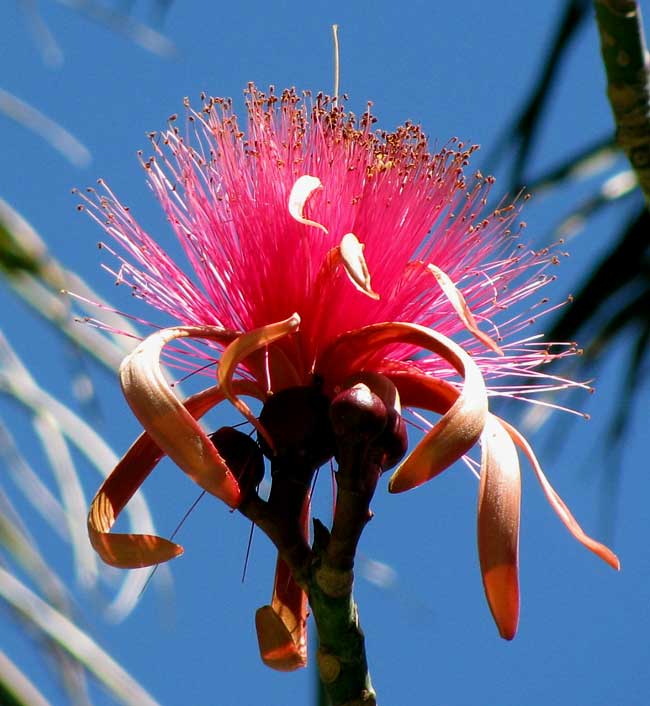 Shavingbrush-tree, PSEUDOBOMBAX ELLIPTICUM