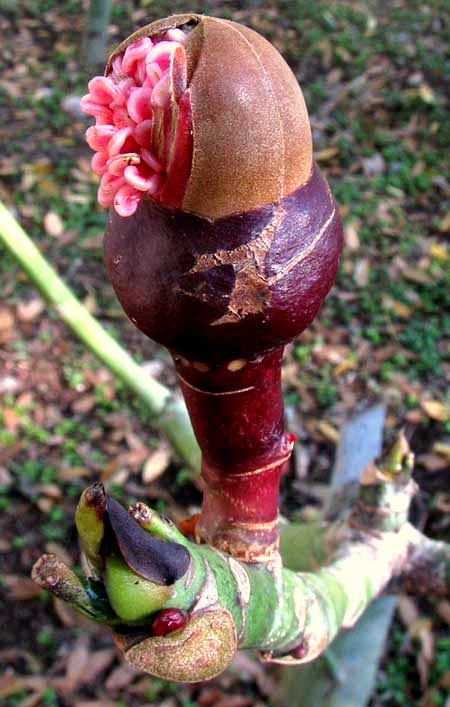 Shavingbrush-tree, PSEUDOBOMBAX ELLIPTICUM