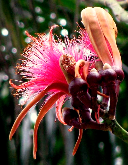 Shavingbrush-tree, PSEUDOBOMBAX ELLIPTICUM