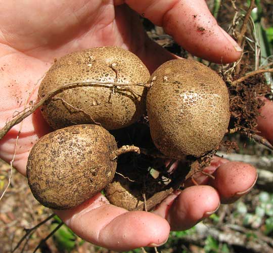 Dioscorea tubers